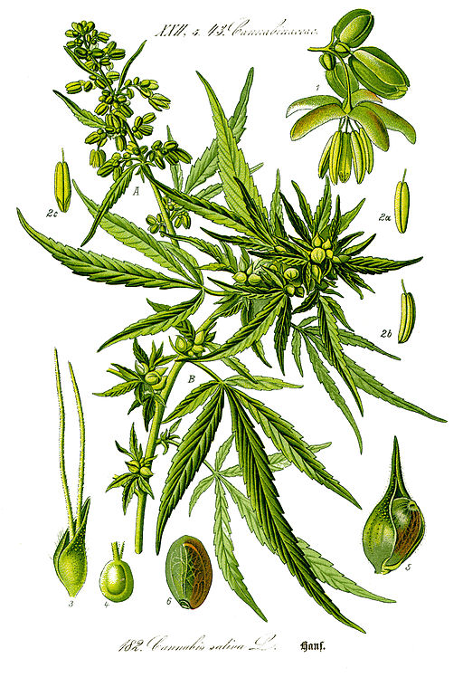 Drawing of hemp, cannabis sativa.