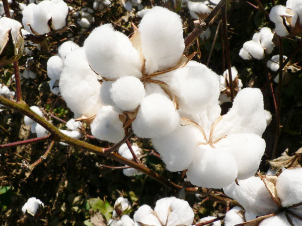 Cotton.